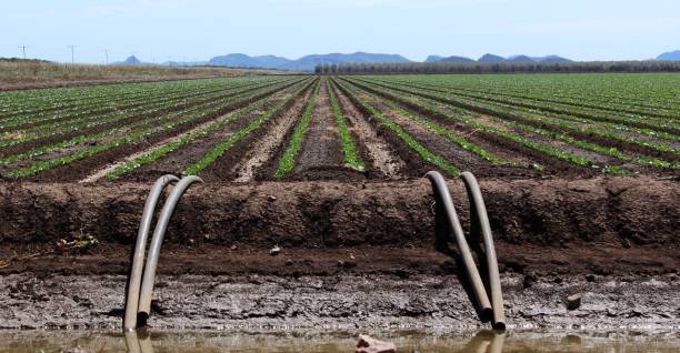 Flood irrigation in the Ord River Region of Western Australia stock photo