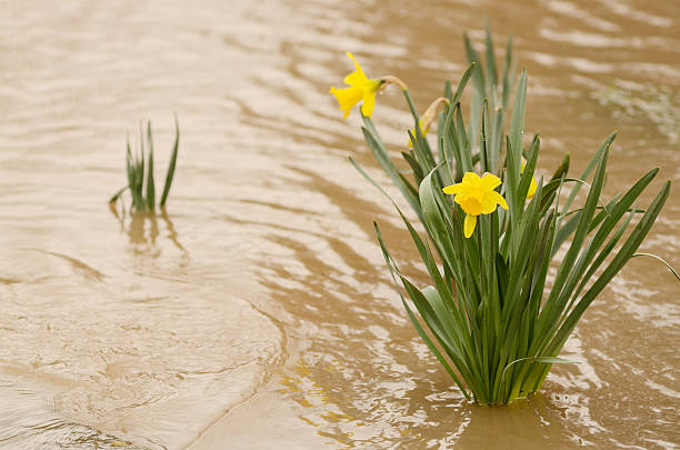 Flooded Daffodil stock photo