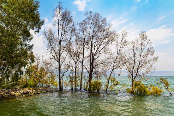 Flooded trees on Lake Kinneret. stock photo