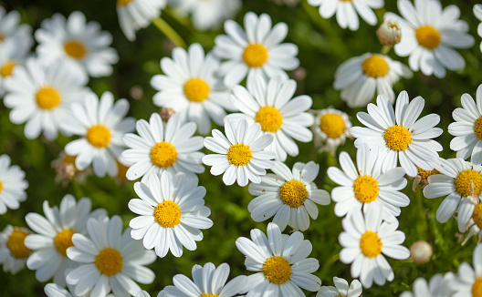 flora of Gran Canaria -  flowering marguerite daisy background