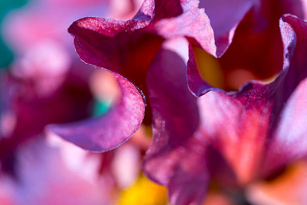 Floral abstract stock photo