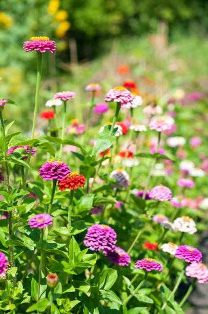Floral background. Beautiful zinnias flowers. Selective focus Floral background. Beautiful zinnias flowers. Selective focus zinnia stock pictures, royalty-free photos & images