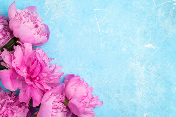 Floral compositions with pink peony flowers on blue background. Holidays concept, Mothers day, greeting card. Spring, flowering, summer flowers Floral compositions with pink peony flowers on blue background. Holidays concept, Mothers day, greeting card. Spring, flowering, summer flowers. Copy space mothers day background stock pictures, royalty-free photos & images