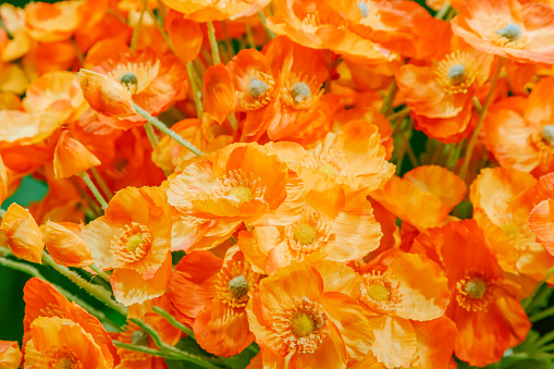 Floral natural summer spring background with blooming orange poppies.
