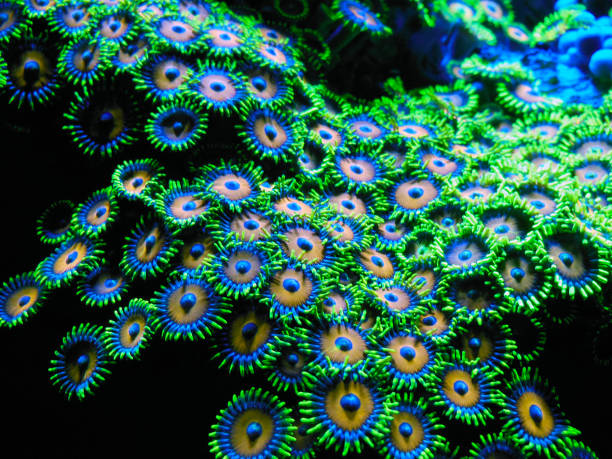 Florescent Coral Brilliantly colored bioluminescent coral is found in deep water reefs. bioluminescence stock pictures, royalty-free photos & images