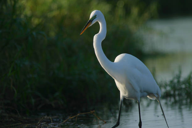 Florida Great White Egret stock photo