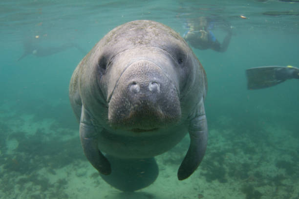 Florida Manatee Underwater with Snorkelers Endangered Florida Manatee Underwater with Snorkelers in Background aquatic mammal photos stock pictures, royalty-free photos & images