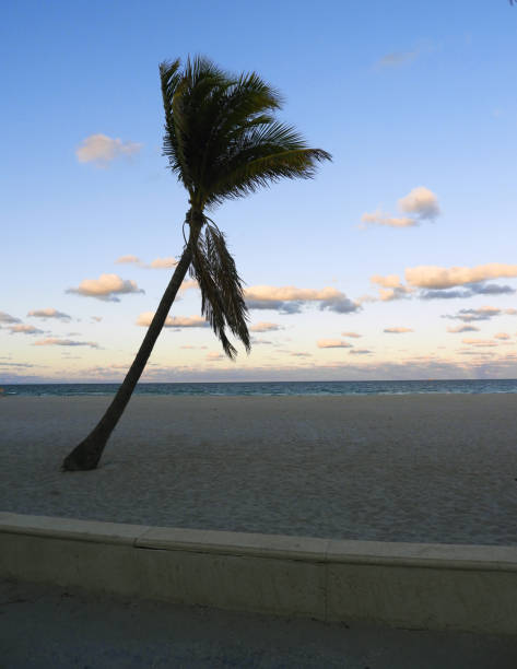 Florida Palm Tree at Sunset on Hollywood Beach stock photo
