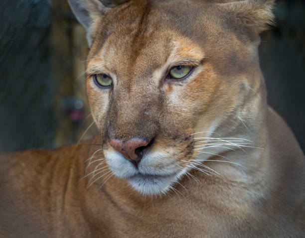 Florida panther profile stock photo