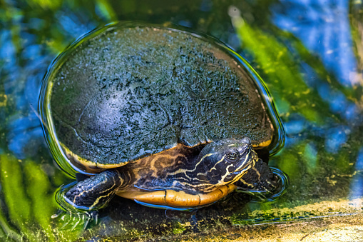 Florida river cooter (Pseudemys concinna) with muddy shell, emerging from water