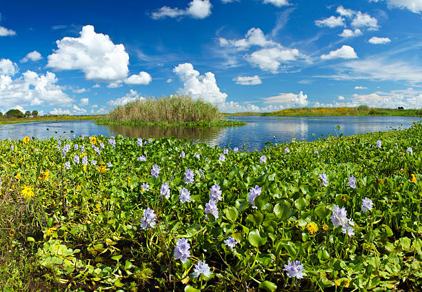 Florida River stock photo