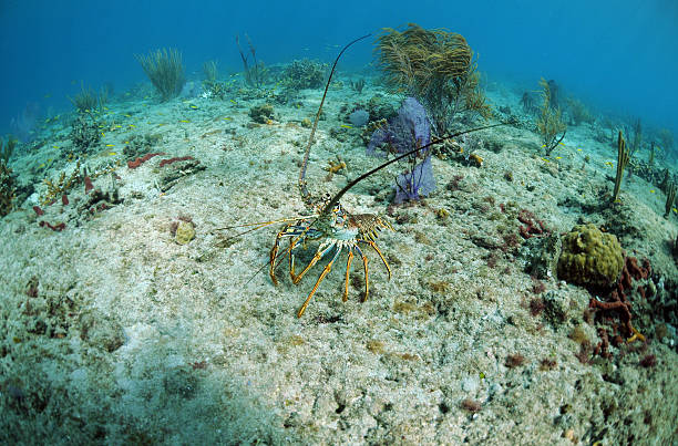 Florida spiny lobster stock photo