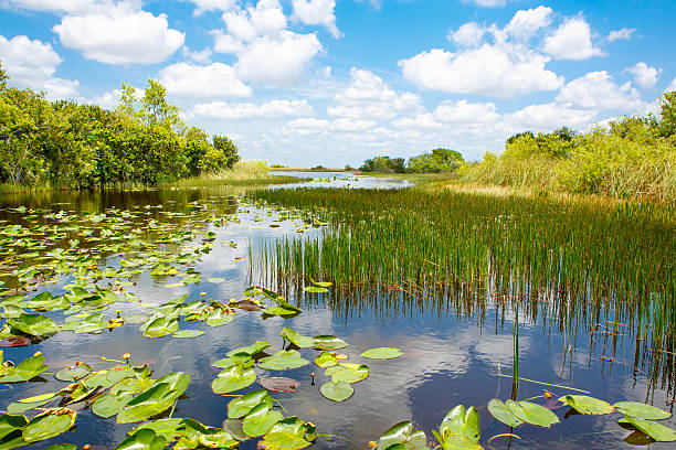 florida wetland, airboat ride at everglades national park in usa - broekland stockfoto's en -beelden
