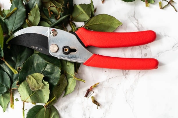 Florist pruning red roses with small shears for arranging bouquets. Flat lay. Florist pruning red roses with small shears for arranging bouquets. pruning shears stock pictures, royalty-free photos & images