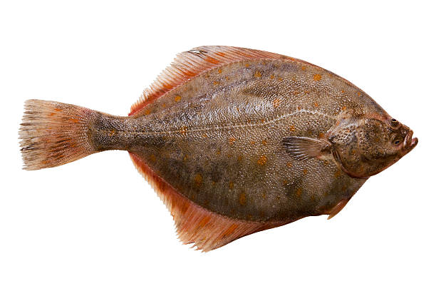 Flounder stock photo