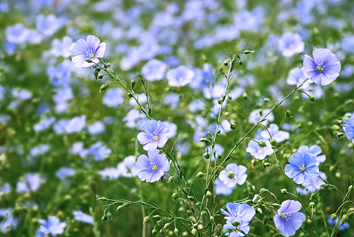 Flower And Buds Of Flax Plant Stock Photo - Download Image Now - iStock