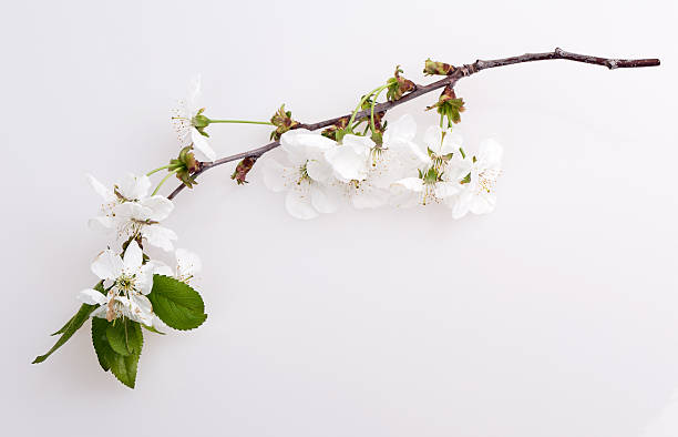 flower apple tree flower apple tree isolated on white background apple blossom stock pictures, royalty-free photos & images