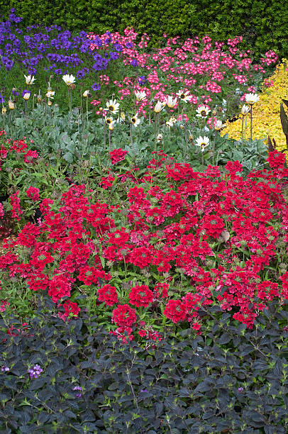 Flower bed in blooming garden stock photo