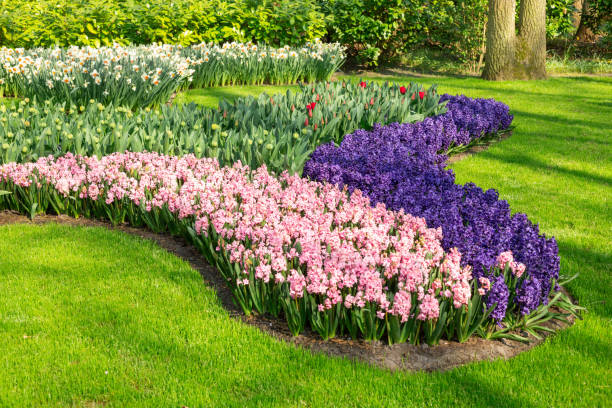 Flower bed of pink and purple beautiful hyacinths. Green lawn. Beautiful spring tulips flowers in park. Sunny day stock photo