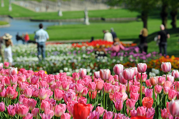 flower bed of tulips with people in background stock photo