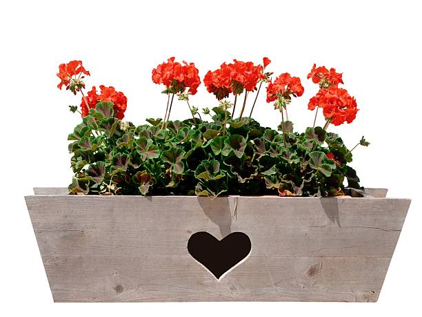 flower box with heart stock photo