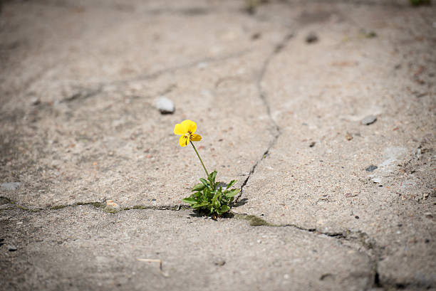 Flower breaking through concrete stock photo