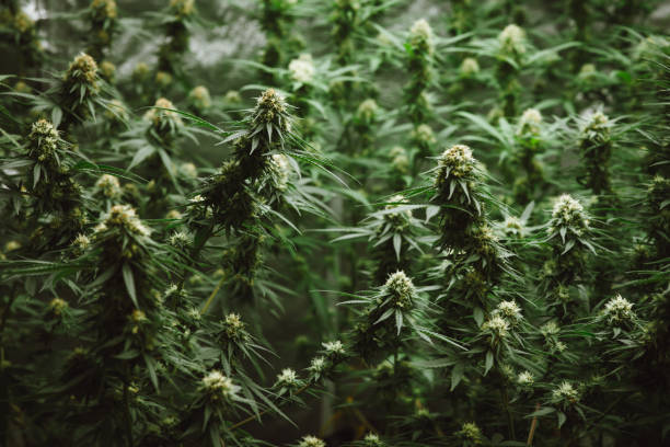 de knop van de bloem van cannabis satival in de serre, de achtergrond van de marihuanabloemknop - hennep stockfoto's en -beelden