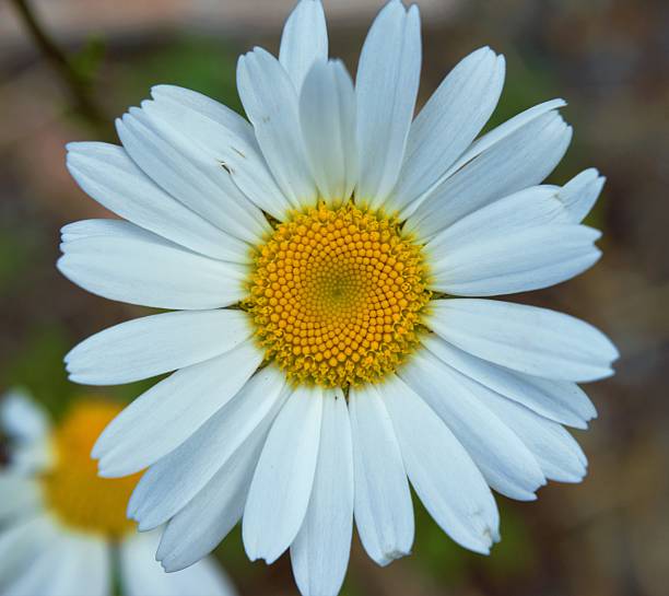 Flower Close-up stock photo