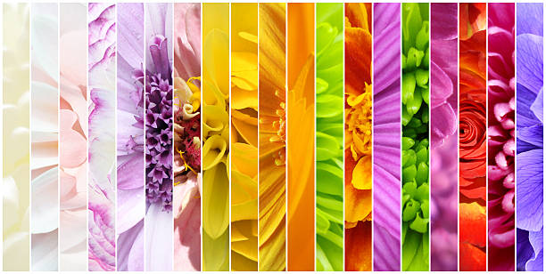 Flower color wallpaper stock photo