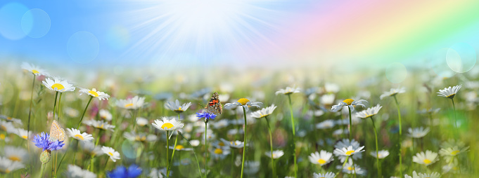 Abstract Spring Background With Daisy Butterfly And Bokeh Lights
