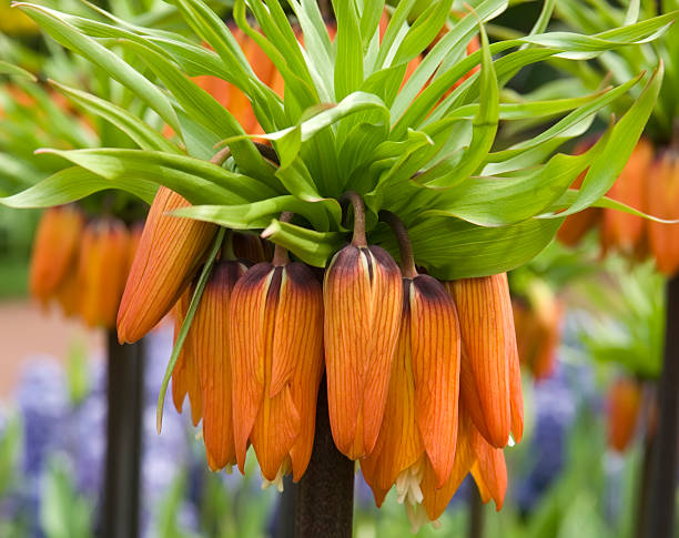 Crown Imperial Lily Stock Photos, Pictures & Royalty-Free Images - iStock