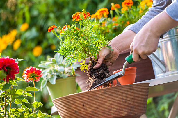 Flower garden Gardeners hand planting flowers in pot with dirt or soil potting stock pictures, royalty-free photos & images