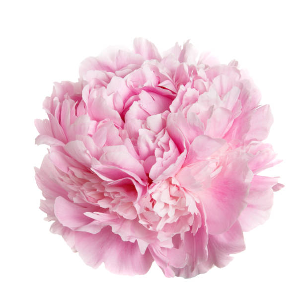 A flower gently pink peony. A flower gently pink peony isolated on white background. petal photos stock pictures, royalty-free photos & images