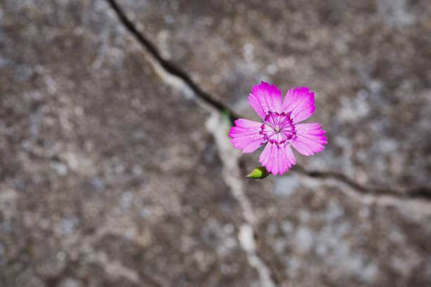 Flower growing on the rock, resilience and rebirth symbol stock photo