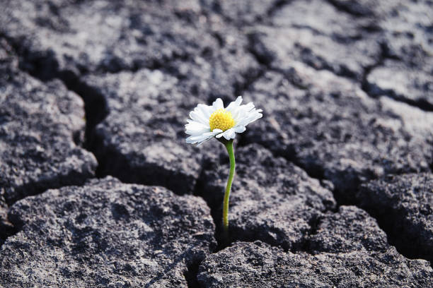 Flower has grown in arid cracked barren soil stock photo