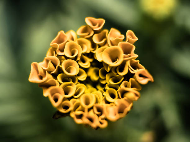 Flower Horn stock photo