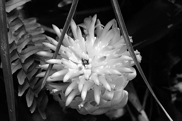 Flower in a tropical garden, black & white stock photo