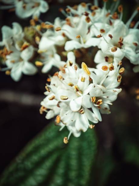 flower in the forest - tadic stockfoto's en -beelden