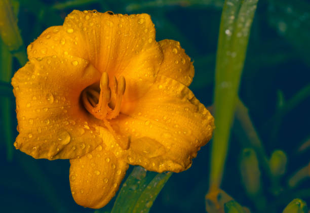 Flower in the Rain stock photo