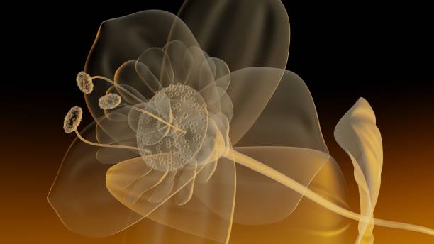 Flower in X-rays macro at sunset, 3D rendering Flower in X-rays against the sunset, 3D rendering plant xray stock pictures, royalty-free photos & images