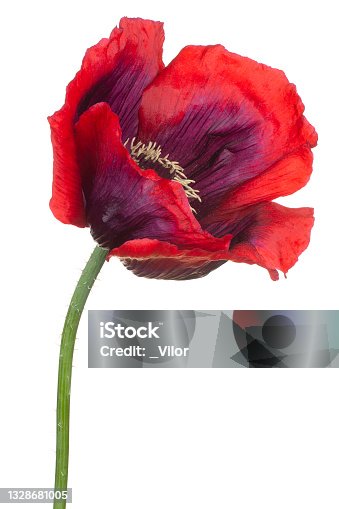 istock flower isolated 1328681005
