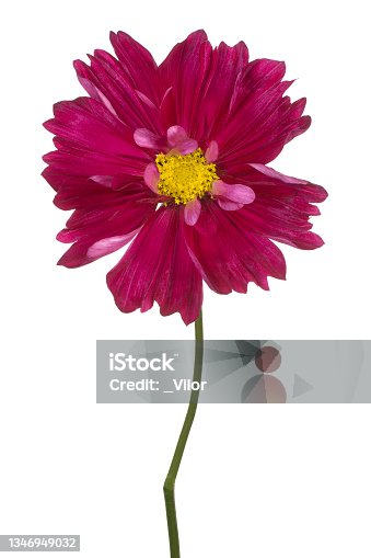 istock flower isolated 1346949032