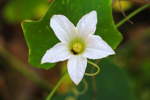 花アイビーひょうたん白と葉の緑 いっぱいになるのストックフォトや画像を多数ご用意 Istock