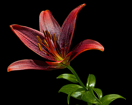 Flower Of Dark Red Lily Isolated On Black Background Stock Photo ...
