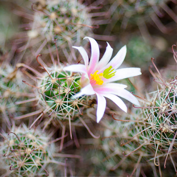 flower of fishhook cactus, Mammillaria thornberi stock photo