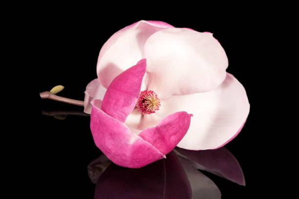 Flower of pink Magnolia isolated on black background, reflection stock photo