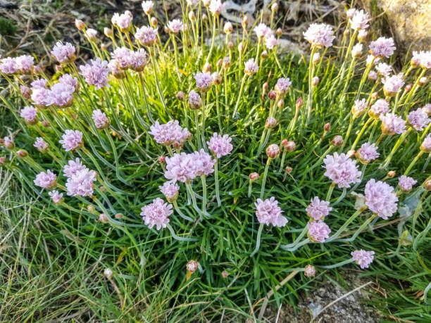 Flower of sea thrift, sea pinkor grass to love stock photo