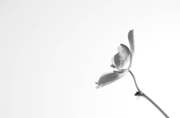 blomma av små caltrops ogräs - tiggarnöt on white bildbanksfoton och bilder