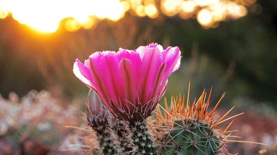 Flower of the Escobaria Vivipara cactus (Pincushion Cactus)