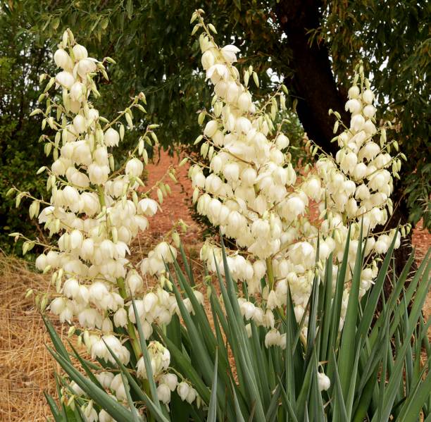 Flower of the plant called yucca or manioc, Agavaceae Flower of the plant called yucca or manioc, Agavaceae spineless yucca stock pictures, royalty-free photos & images